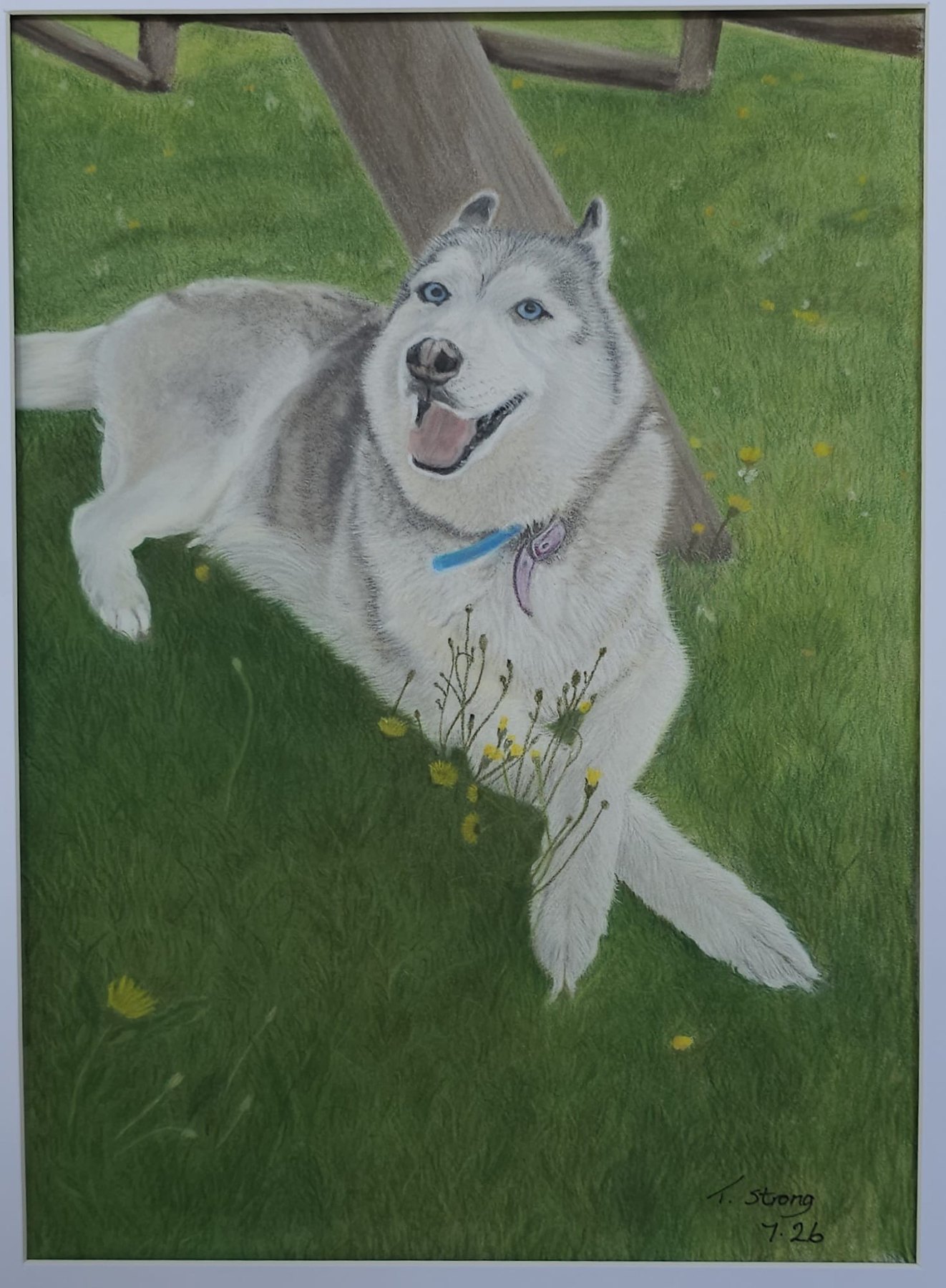 Pastel pencil drawing of a Siberian Husky resting on a green lawn, signed T. Strong